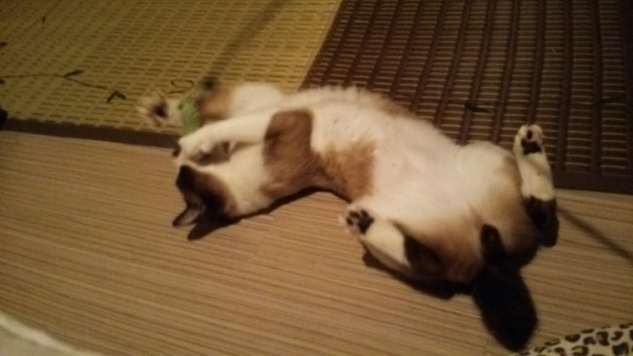 c0342535_14362100.jpeg
