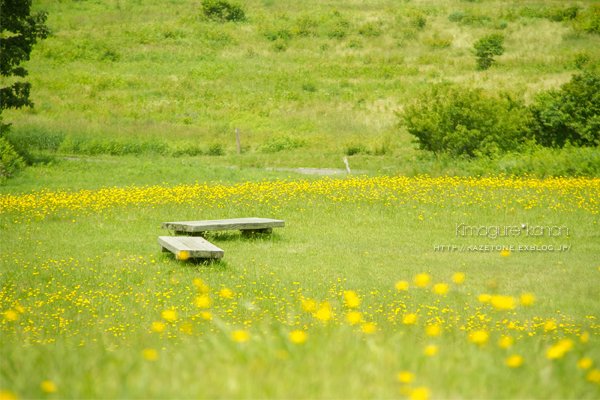 湿原トレジャー♪①**in 北広島町・八幡湿原_b0197639_1435263.jpg