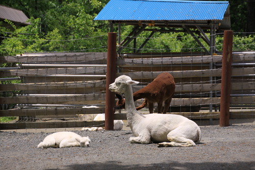 たのしい動物園　7月1日_f0113639_184069.jpg