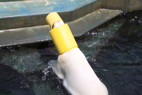 たのしい動物園 7月1日_f0113639_18425621.jpg