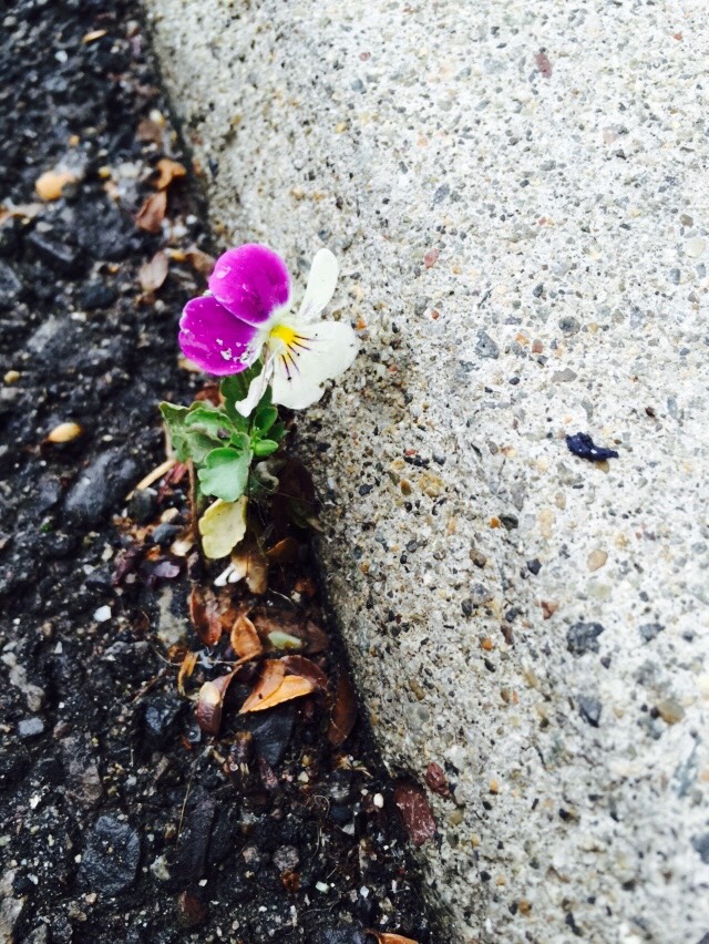 けなげな・・・・一輪の花です。。。。_f0065444_150633.jpg