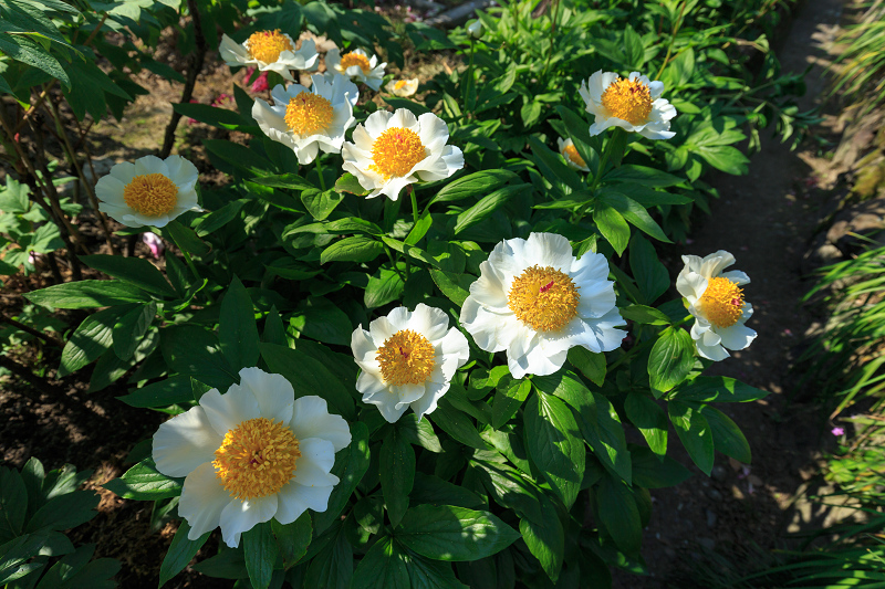 石光寺・芍薬と牡丹_f0155048_0133058.jpg