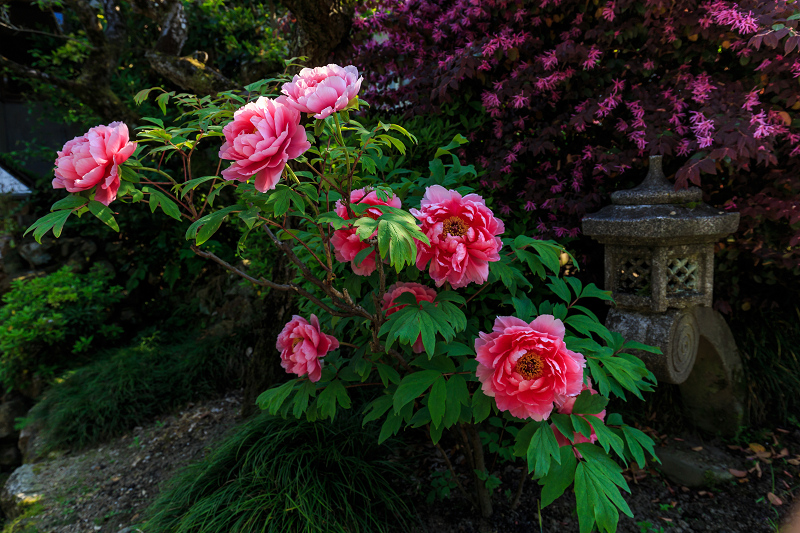 石光寺・芍薬と牡丹_f0155048_014493.jpg