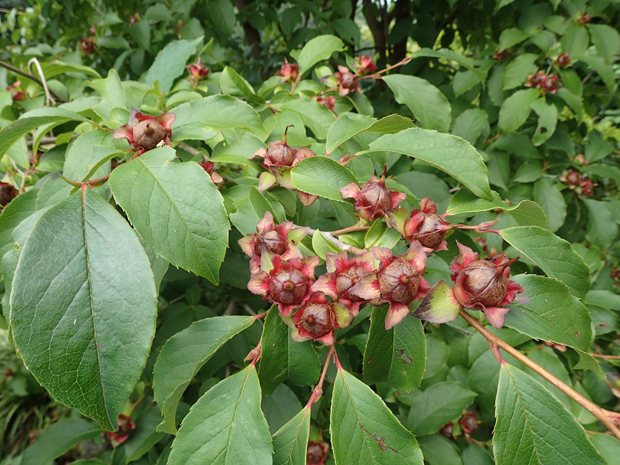f0214649_359737.jpg