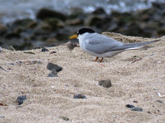 野鳥トレ 17 コアジサシ_b0227552_10424244.jpg