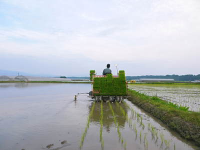 七城米 長尾農園 美しすぎる田んぼの田植え(2015)その2:ヨーイ!ドン!!でスタートさせるために_a0254656_1717878.jpg