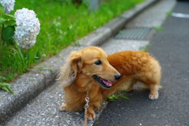 ジェームズの手術とその結果 花のある日 犬のいる日々