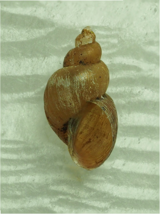 コシタカヒメモノアラガイ六ヶ所村産・標本写真 北のフィールドノート