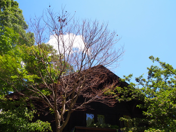 b0194267_19543851.jpg