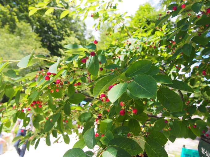 b0194267_2014761.jpg