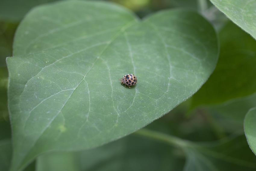 葉っぱの上の舞台ではテントウ虫がとぼとぼと_e0195168_1265672.jpg