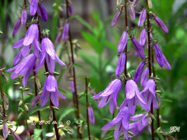 庭の花は下向きに咲いてます 北の小京都 松前 大橋 政義 写真展