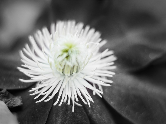 赤塚植物園~枯れものたち~_a0161380_901044.jpg