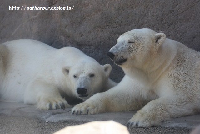 ２０１５年５月　八木山動物園　その１_a0052986_7491162.jpg