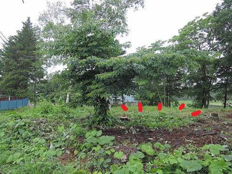 高根町E乗さんの土地より 3_a0211886_15181760.jpg