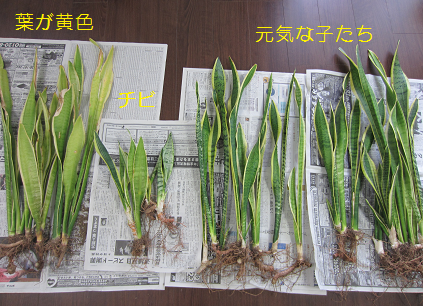 f0234590_9295345.png