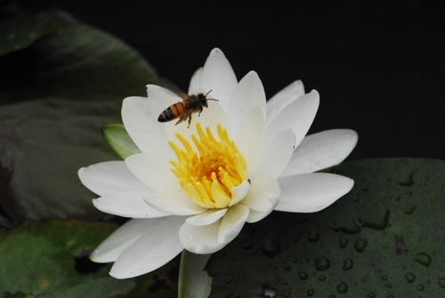 山鹿市鹿央町岩原の蓮の花_a0141193_1493678.jpg