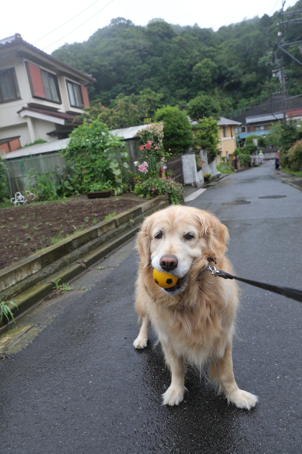 雨の日の一番乗りのお客さん♪_b0275998_1115661.jpg