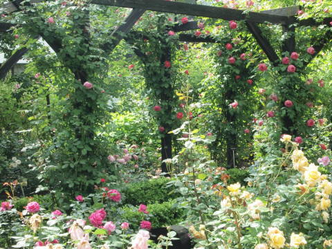 関東の薔薇が終わっても、軽井沢があるさぁ～！！　その１_b0331802_19450284.jpg