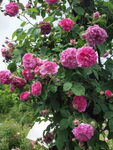 関東の薔薇が終わっても、軽井沢があるさぁ～！！　その１_b0331802_19450500.jpg