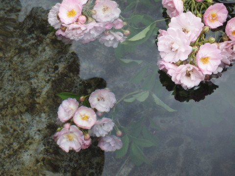 関東の薔薇が終わっても、軽井沢があるさぁ～！！　その１_b0331802_19450719.jpg