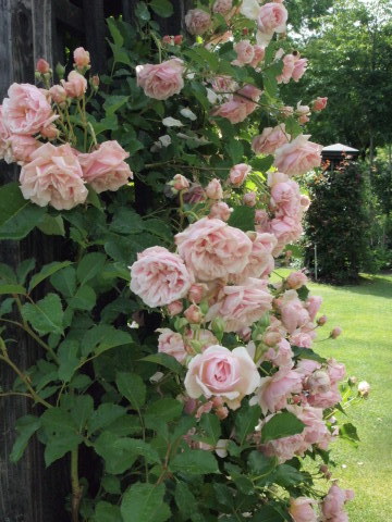 関東の薔薇が終わっても、軽井沢があるさぁ～！！　その１_b0331802_19450878.jpg