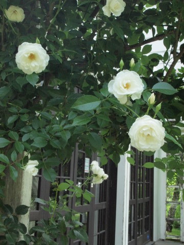 関東の薔薇が終わっても、軽井沢があるさぁ～！！　その２_b0331802_20313841.jpg