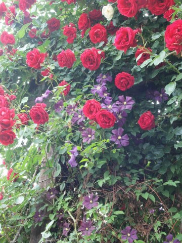 関東の薔薇が終わっても、軽井沢があるさぁ～！！　その２_b0331802_20314121.jpg