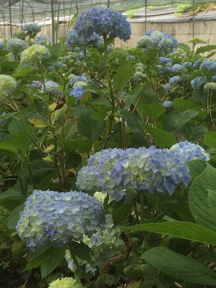 豪雨だから休み！と言ったのに_c0127703_0433414.jpg