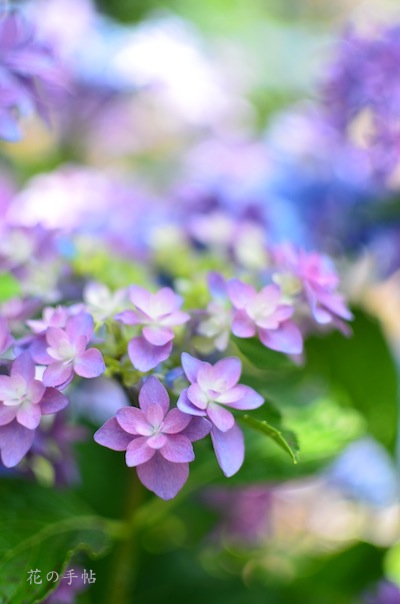 虹色紫陽花 - 花の手帖 - 植物図鑑（blog版）