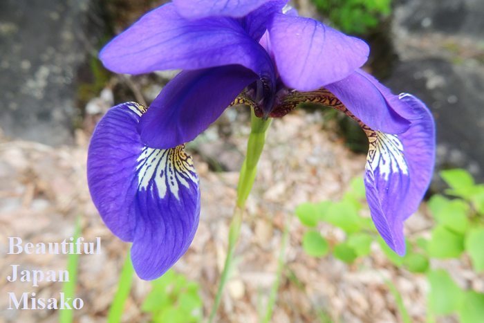 夏の高原は花盛り～．｡･：*：･ﾟ‘☆､｡．｡･：*：･ﾟ‘☆､｡　６月３０日_c0067206_17161660.jpg