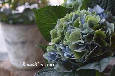 紫陽花にバラのパールマジック Ramb S Ear ラムズイヤー 紫陽花にバラのパールマジック Ramb S Ear ラムズイヤー