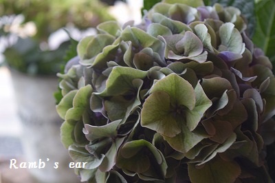 紫陽花にバラのパールマジック Ramb S Ear ラムズイヤー 紫陽花にバラのパールマジック Ramb S Ear ラムズイヤー