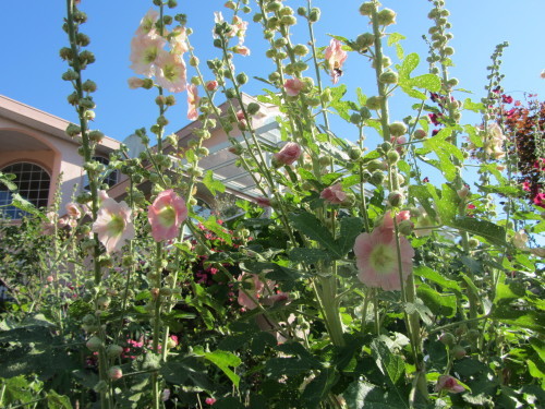タチアオイ ホリホックの家 愛しの花たち In Canada