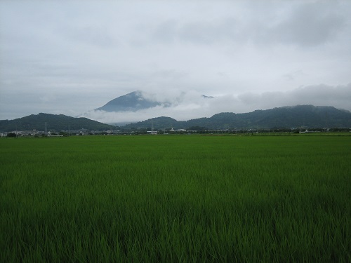 儚いから「美」?_b0100229_14585920.jpg