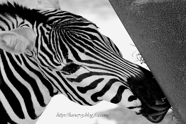 彩り * 動物園_e0347431_11370455.jpg