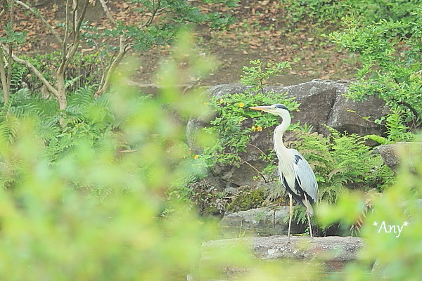 こっそり (o^^o)_e0347431_11385930.jpg