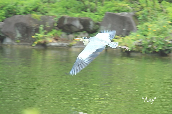 こっそり (o^^o)_e0347431_11385980.jpg