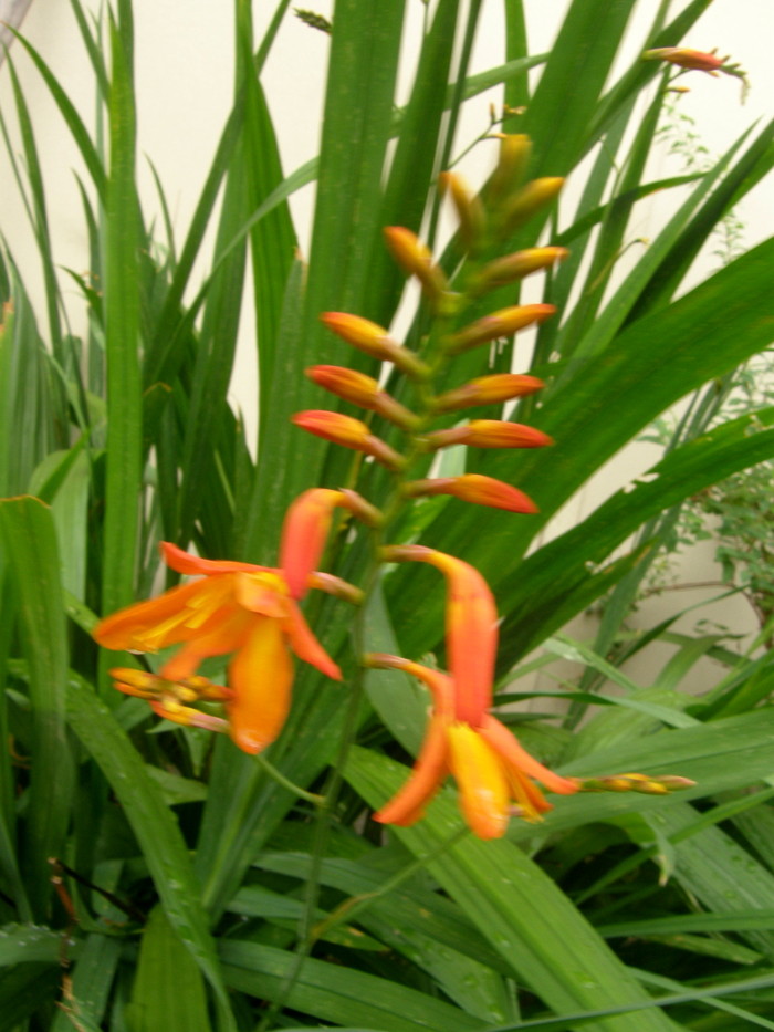 ヒオウギスイセン 檜扇水仙 時々の花