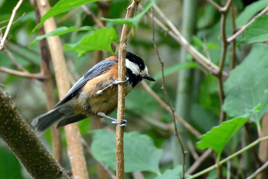 普通の鳥さん_d0148541_20503925.jpg