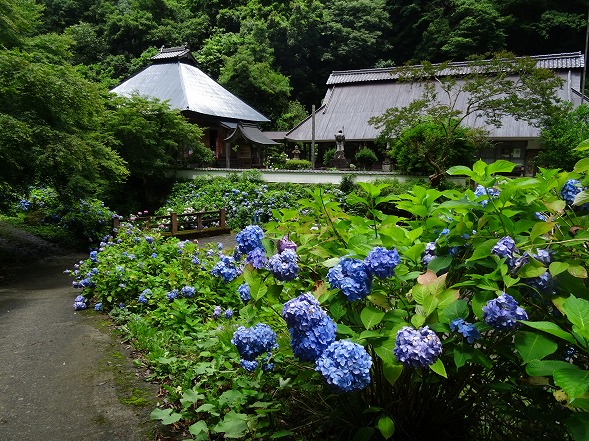 綾部・東光院の紫陽花_b0299042_1651981.jpg