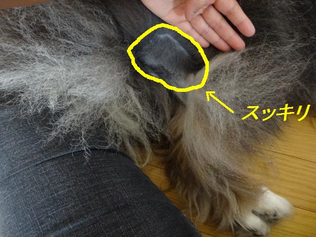 今、お尻を\"刈り上げボブ\"にしちゃいました♪_e0195743_16512735.jpg