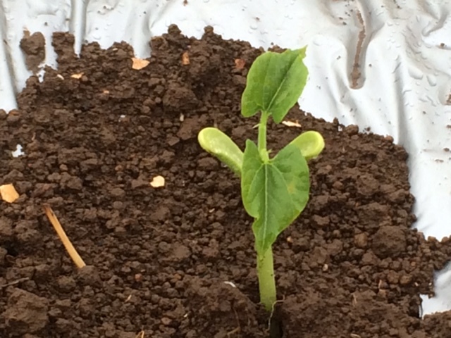 今朝は　飯田１人　作業です　月曜日に播種したインゲン豆達が揃って発芽しました　雨のお陰です_c0222448_12132060.jpg