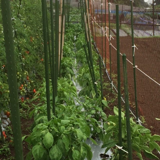 今朝は　飯田１人　作業です　月曜日に播種したインゲン豆達が揃って発芽しました　雨のお陰です_c0222448_12134090.jpg