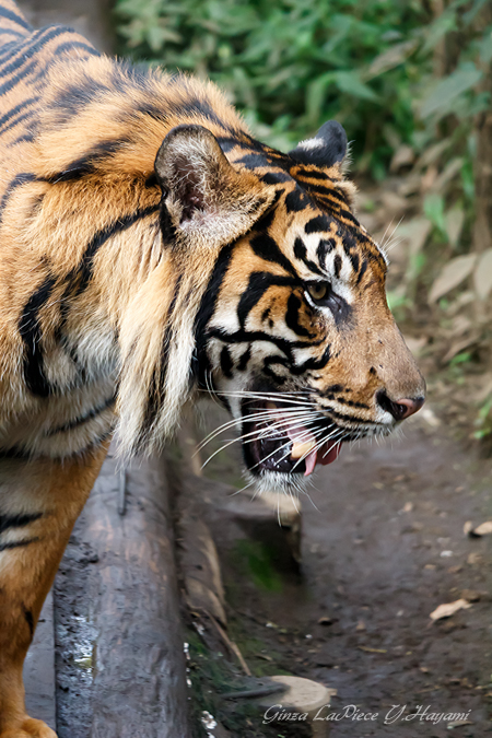 動物のいる風景　上野動物園　スマトラトラ_b0133053_0234450.jpg