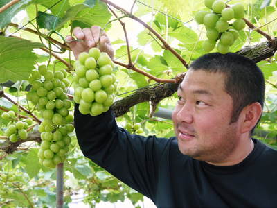熊本ぶどう 社方園高級種なしぶどう「山鹿のぶどう」 平成27年度も7月7日に初出荷!!ご予約承り中!_a0254656_18292453.jpg