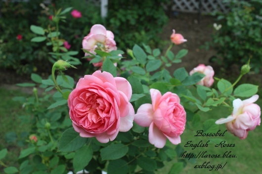ボスコベル の二番花 La Rose 薔薇の庭