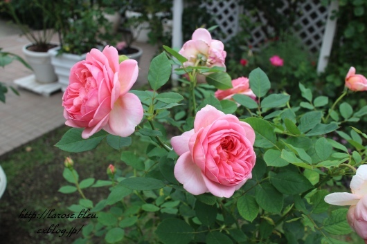 ボスコベル の二番花 La Rose 薔薇の庭 ボスコベル の二番花 La Rose 薔薇の庭