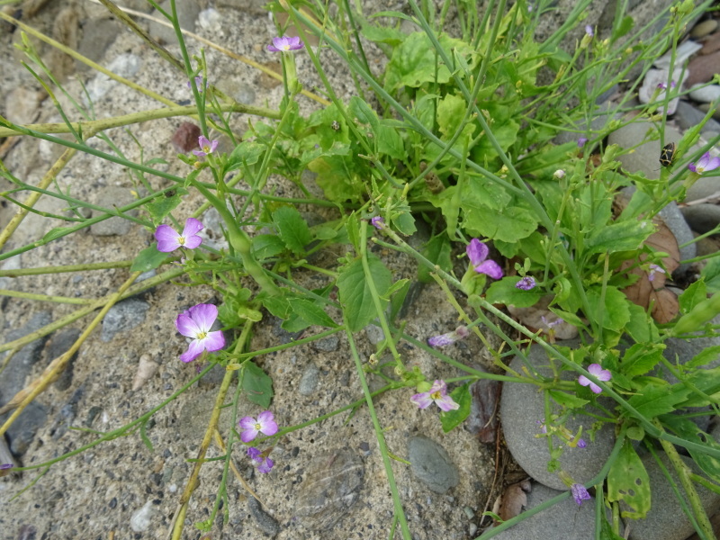 c0108460_21352384.jpg