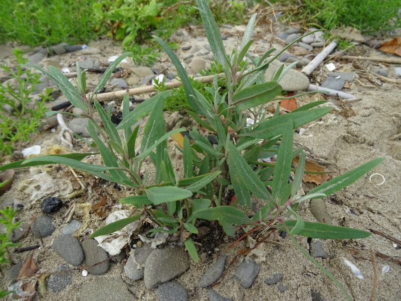c0108460_21353961.jpg